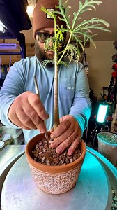 Repotting my Jatropha multifida! | Texas Garden Guy