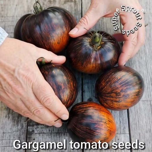 The Gargamel tomato is a unique, mid-season, indeterminate variety known for its striking multicolored appearance and rich, balanced flavor. It was developed in the United States by Phil Seneca of Pennsylvania. Characteristics Appearance: The fruits are plum-shaped, elongated, and often end in a point. The skin features a beautiful combination of deep purple to black shoulders that fade into rich crimson-red, with streaks of gold and blue as it ripens. The dark pigmentation is due to high levels