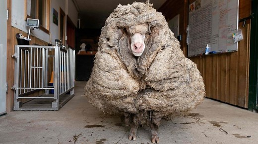 Baarack the rescue sheep gets long-overdue shearing
