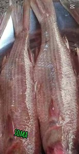 احلى فسيح فى مطبخ دودو | مطبخ دودو Dodo Kitchen