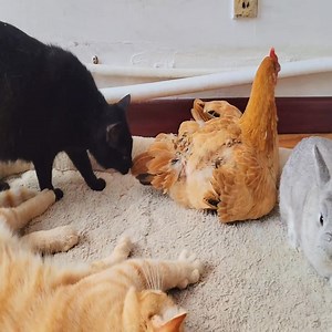 1.7K views · 35 reactions | The hen pecked the dog''s paws, and the orange cat scratched the hen''s feathers. | Puppy Life Family | Facebook