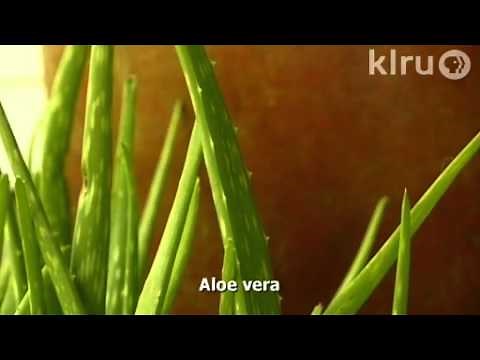 How to pinch a plant|Daphne Richards|Central Texas Gardener