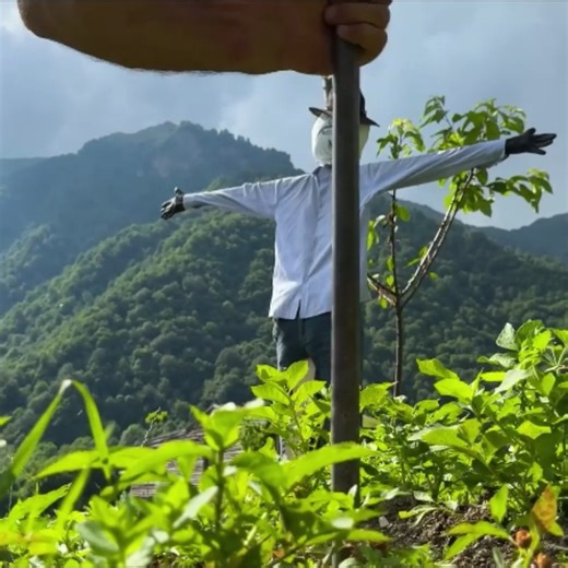 3.4K views · 173 reactions | Making Homemade Cottage Cheese from Fresh Cow's Milk! How Dairy Products are Made in the Village | Countryside Foods Page | Facebook