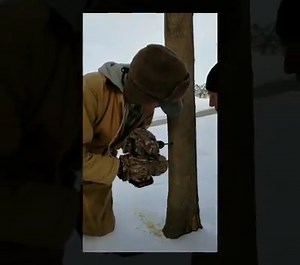 Preparations for our Marvelous Maples event have begun! Once day time temperatures stay consistently above freezing we will start seeing some sap. Find all the details about this popular event at http://bit.ly/2RXIOKr | Arbor Day Farm