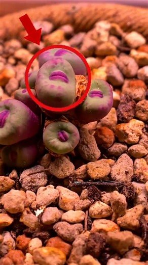 This Alien Plant Has Tiny Lips… People Want to Kiss It! 😱💋
