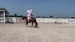 Extremely Exotic 2019 Chestnut Mare 15.2 h Extremely Hot Chips x Passion Kruse If you have been looking for your unicorn, look no further! “Demi” is a fun mare that you can do just about anything with, whether it be trail riding, riding bareback, carrying around a tarp or flag, or even riding around in a giant blow up unicorn costume. This is a horse the WHOLE family can enjoy! SAFE! SAFE! SAFE! Clips, hauls, shoes, and bathes like a dream. Lightly shown in the ranch but would also be fun to do 