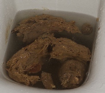 Today's poop 1/3/26 + pee from a hairy pussy