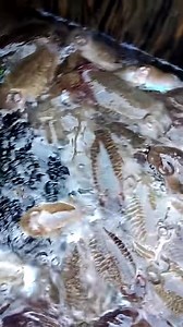 12 reactions | Fish farming OR Pisci culture is the commercial...