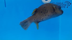 Arothron nigropunctatus, also known as the Dogface Puffer - Hush Puppy, belongs to the family Tetraodontidae. The body of the Arothronis have oval shape, spherical and elongated. The skin is not covered with scales. The fish has no pelvic fin and no lateral line.The dorsal fin and the anal fin are small, symmetric and located at the end of the body. Its snout is short with two pairs of nostrils and its mouth is terminal with four strong teeth. Check availability on our website https://bit.ly/2Di