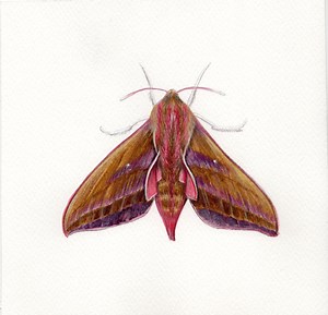 Elephant Hawk Moth Square Print - Etsy UK