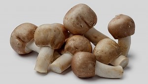 Almond Agaricus - Identification, Growth & Cultivation Guide