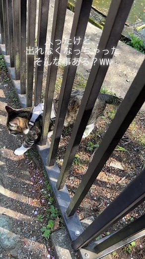 TikTokでAchaさんをチェック！