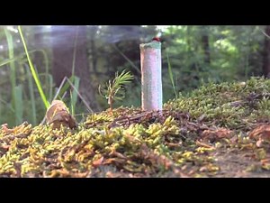 Pyro Cracker von Comet ( ältere Charge)