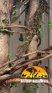 Can you imagine finding this guy out on your lawn? Recently, Animal Adventure Park was contacted by a wildlife rehabber in the Schenectady, New York area. A Reticulated Python, which is illegal to possess in New York State, was found in a lawn. The snake is currently approximately 10-12 feet long, and can reach up to 30 feet. It is classified as the world’s longest species of snake. Animal Adventure Park connected the NYSDEC with the rehabber, and the animal was appropriately documented and brou