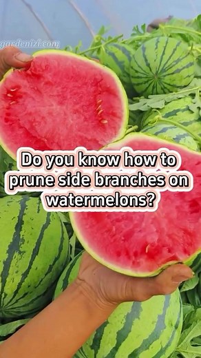 How to prune watermelon branches #garden #gardening #gardeningtips #farming #farmingtips #planting #watermelon #pruning | Sprout Stories