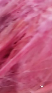 104K views · 1.3K reactions | Love my pink hair  #coco #pinkhair #sexy #chanel #salon #loveit | Coco | Facebook