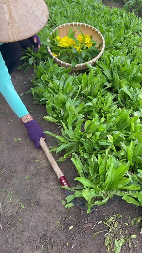 Thu hoạch ngò gai: hướng dẫn cách thu hoạch và bảo quản