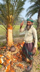 464K views · 2.1K reactions | How Natural Palm Sap Is Collected | Step-by-Step Traditional Method.  #Amazing | Sagor Vai | Facebook