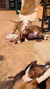 New Pitbull Litter: Redline Pits Project