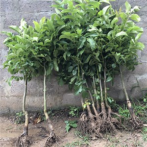 [Hot Item] Xinjiang Thin Walnut Paper Walnut Seedlings
