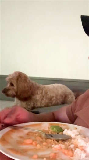 63K views · 625 reactions | I definitely don't want that dinner  | Furry Tails | Facebook