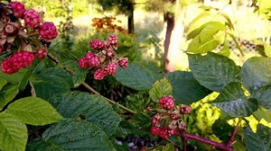Ароматная созревающая ежевика на кустах в: стоковое видео (без лицензионных платежей), 3620949999 | Shutterstock