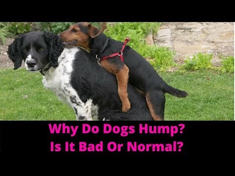 Why Do Dogs Hump? How To Stop Your Dog From Humping.
