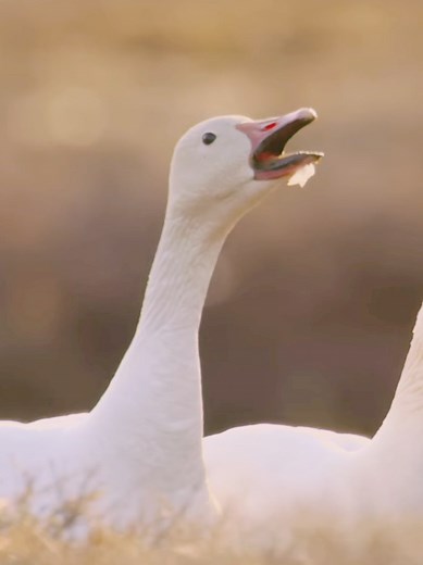 #SNOWGOOSE - brave parents scared the killer! hello im back💋🥰 🪿🪿🪿🪿🪿🪿🪿🪿🪿🪿 #animaledits #fyp #xyzabc #diva