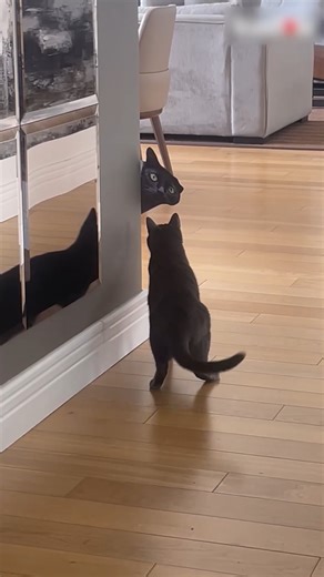 5.1K views · 54 reactions | This woman pranked her cat with a cutout of a black cat – the cat’s reaction is priceless!  #CatPrank #PetLaughs | AXN Asia | Facebook