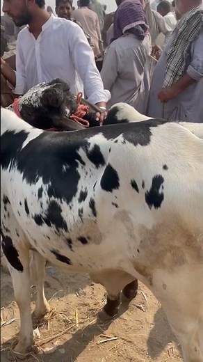 Lahore Cattle Mandi ❤️‍🔥 #cow #cattlemarket #bull #cowmandi2023karachi