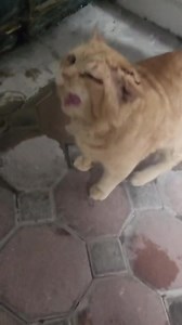 1.7K views · 21 reactions | We need to be able to pay his bill in advance before bringing him in. We estimate it will cost up to 2,000Dhs. If you are able to donate any amount towards his bill, please let us know and we will get a payment link from the vet for the amount you wish to donate. xxx | Animal Action | Facebook