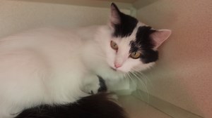 Tender Loving Care Animal Shelter on Reels