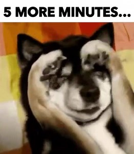 Time to get up and make the gifs pupper. :( | Gfycat
