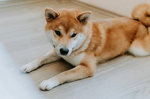 Dogecoin (DOGE) Price Drops Uptrend Line, Support Seen at 26 Cents