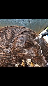 Giant Beaver Rescue at Rural Spillway 🦫 | Incredible Wildlife Riverbank Operation #fblifestyle | StealthHook Spearfishing