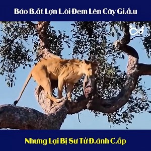 Báo Bắt Lợn Lòi Đem Lên Cây Giấu Nhưng Lại Bị Sư Tử Đánh Cắp | Ngay mai roi se den