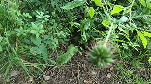 「多年生の野生の花のクローズアップ映像は、Geum urbanumは非常に自身に注意を引くには疎遠ですが、花と後でげっぷのような種の頭の近くに見られる非常に魅力的です。」の動画素材（ロイヤリティフリー）1106801523 | Shutterstock