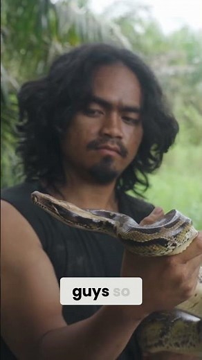 Saving Blood Pythons: A Deadly Island Rescue Mission!