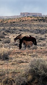 What a beautiful site! #Horses #Mustangs #Equestrian #NavajoNation | The Farm on Route 66