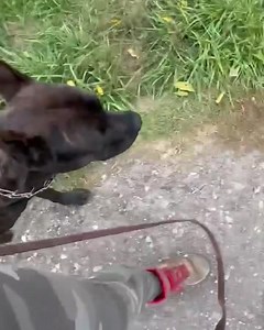 18 reactions | Versace working while on her walk! #heelcommandtraining #heelcommand #dogwalkies #masondixonk9 #mdk9boarding #localdogtrainer #balancedtrainer #marylanddogtrainer #mdk9 | Mason Dixon K9 | Facebook