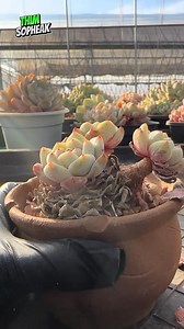 14K views · 257 reactions | The most peaceful part of my plant parent routine 殺✨ | Thim Sopheak | Facebook