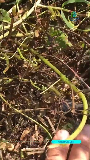 1.9K views · 64 reactions | Descubre el poder de los abonos verdes para la agricultura local. Esta técnica utiliza hojas de leguminosas o gramíneas para generar biomasa vegetal que revitaliza los suelos, aumentando su capacidad de siembra.  #Canalrural #Economía #Bolivia #SantaCruz #AbonosVerdes #AgriculturaSostenible #FertilidadDelSuelo | Canal Rural Bolivia | Facebook