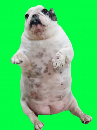 Wiggle Dance Dog Meme Template for CapCut
