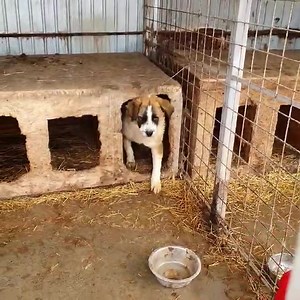 48 reactions · 67 shares | Angela - Saint Bernard mix girl for adoption ❤ This girl is pretty new in the shelter. She is incredibly beautiful, friendly and sweet. We love this dog very much! We want very much that she finds a home! ❤ We think she is around 3 years old, and she loves people and dogs. Please help us find her a home! ❤ | Ps Botosani | Facebook