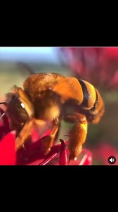 Abelhas Ursinhos (Amegilla) são abelhas nativas australianas. As abelhas Ursinhos têm coloração marrom dourada e variam de 15-20 mm de comprimento. Elas são abelhas solitárias nativas e fazem pequenas tocas rasas no solo ou bancos erodidos. Eles são tipo a versão australiana de uma abelha. Aqui pode ver uma Abelha Ursinha a recolher néctar das flores de Pentas, e enquanto faz isso ela também está a polinizar a planta. A abelha é atraída para a flor para uma bebida açucarada de néctar e enquanto 