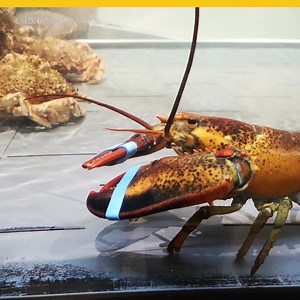 #VIDEO Si una langosta pudiera gritar, ¿la cocinarías viva? noticiasya.com | SanDiegoYa