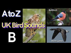 RSPB Bird identifier : A - Z of UK Bird Sounds [B6] - Bird Calls - Bird Watching - Bird Song - Birds