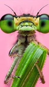 Celebramos la #InsectWeek: ¿estáis preparados tú y tu cámara? Coge tu lente macro y sal a por ellos Os dejamos con algunos retratos del embajador de OM SYSTEM, Ben Salb, para inspirarte; visita su perfil para ver más: instagram.com/bens_small_world Cuéntanos sobre las mini criaturas que quieres fotografiar este verano. ⬇️ | OM System | Facebook