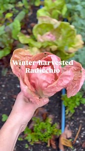 Todays harvest: Radicchio ♥️ We found that it was super easy to direct sow the seeds in short rows, and then transplant them to proper spacing later. The seeds can take a little while to germinate, so by direct sowing short rows you save a lot of space in your garden while you’re waiting for those seeds to germinate. The seedlings are relatively easy to transplant, but they do have a bit of a taproot, so make sure you lift your plants with a trowel or hori hori like we show here in this video. W