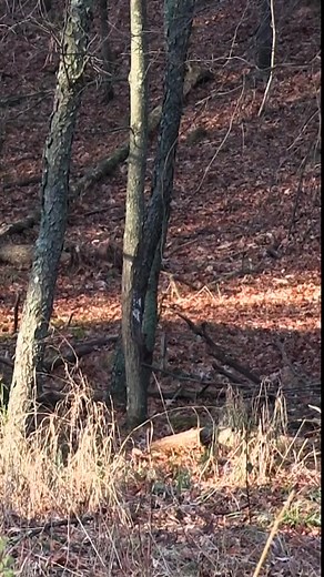 4.4K views · 171 reactions | #hunting #bowhunting #wildlife #deerhunters #whitetails #wisconsin #bucks #whitetailbuck | Hunt's End Deer Ranch | Facebook